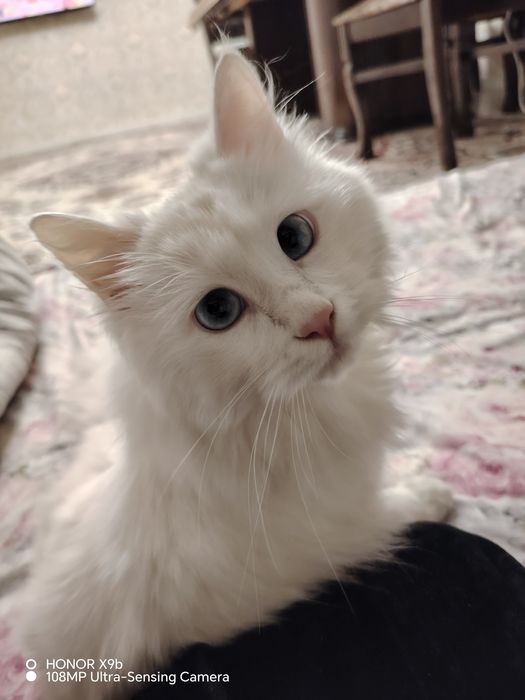 Турецкий ангора 400$