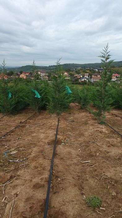 Chiparos Leylandii,Laur Englezesc și Photinia Red Robin