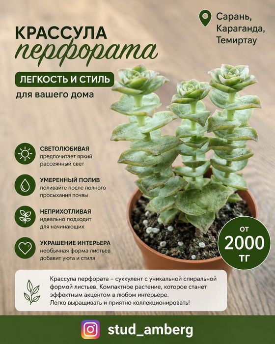 Алоэ,шлюмбергера,рипсалидопсис