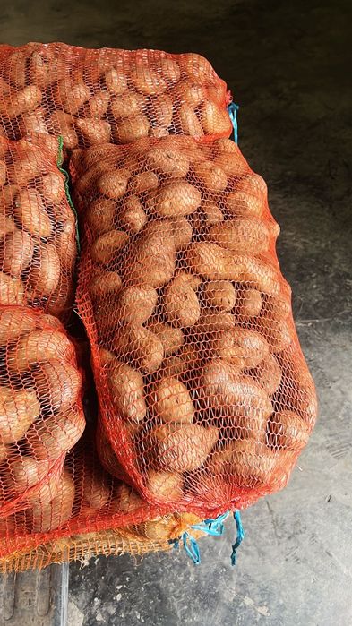 Cartofi albi și rozi