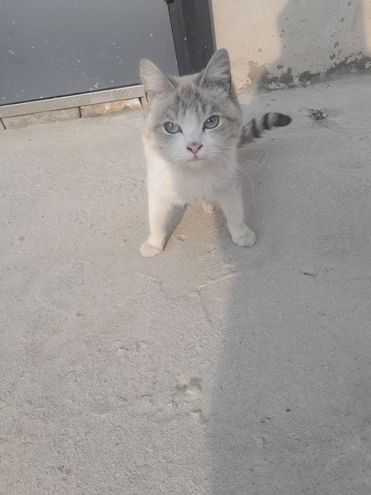 Отдам котёнка в хорошие руки