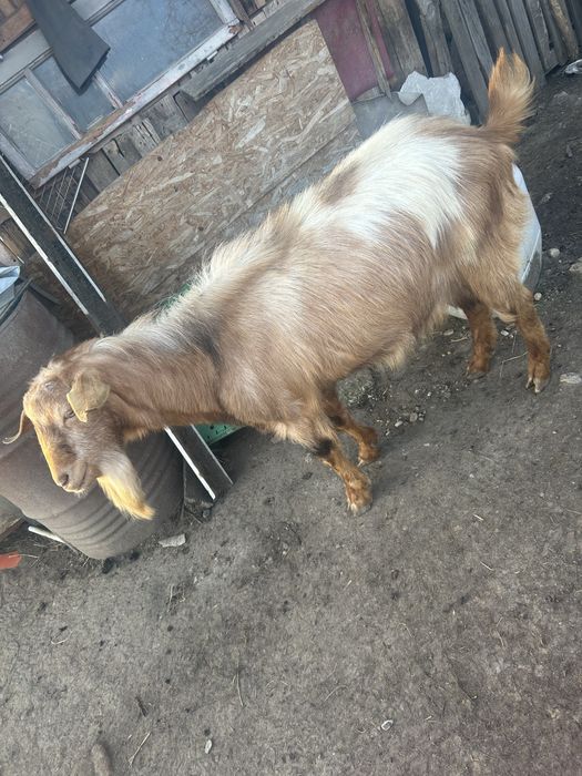 Vand 2 capre si un tap