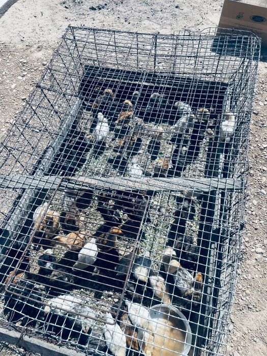 Балапандар сатылымда