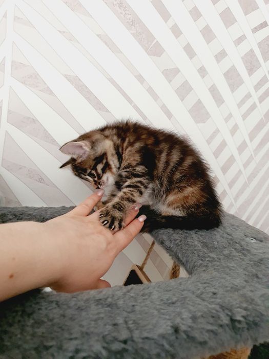 Отдам в добрые руки