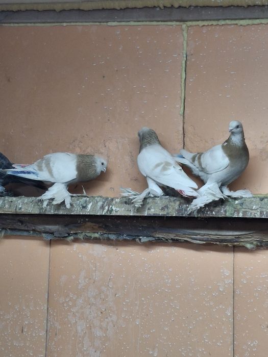 Продам голубей игра гребля тяга