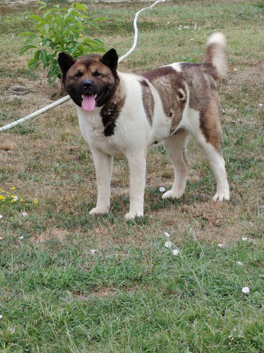 Akita american cu pedigree