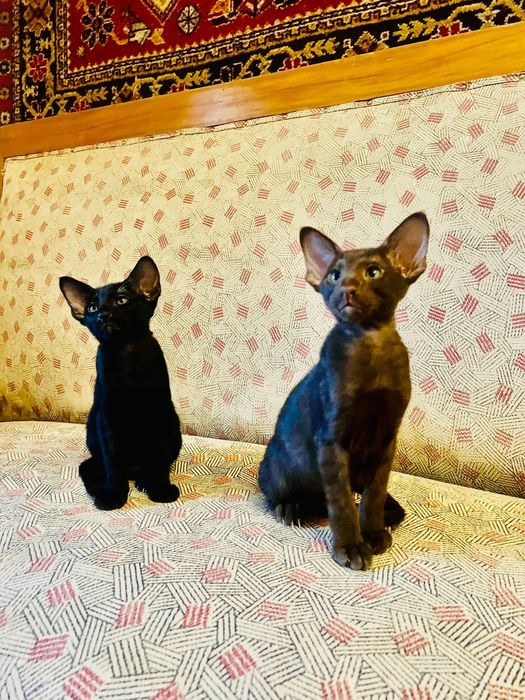 Ориентальные котята