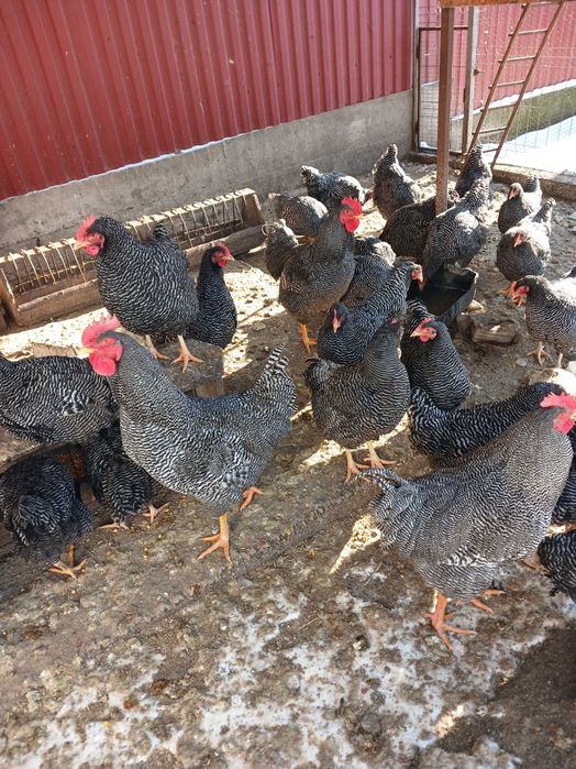 Vând fam gaini plymouth rock barat  3+1