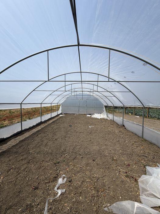 Solar legume solarii flori sera agricola