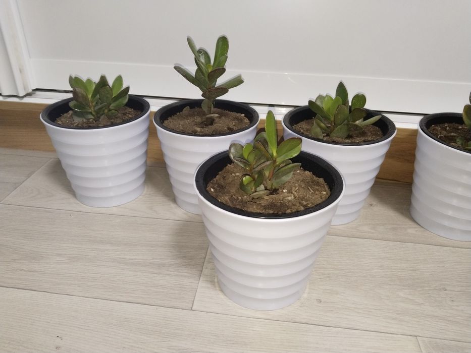 Растения для дома и офиса