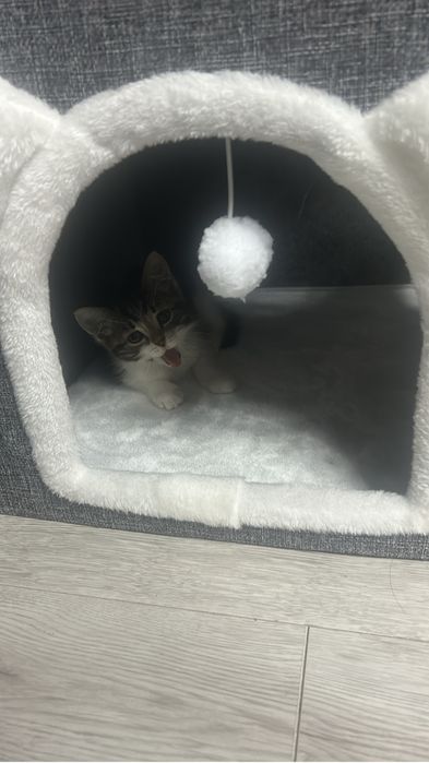 Продам котенка 4 месяца, девочка.