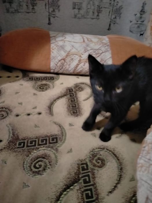 Черный котенок