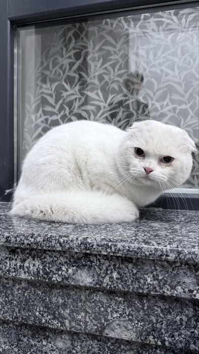 Vyazka vyaska uchun mushuk zoti qoni toza mushuk scottish fold
