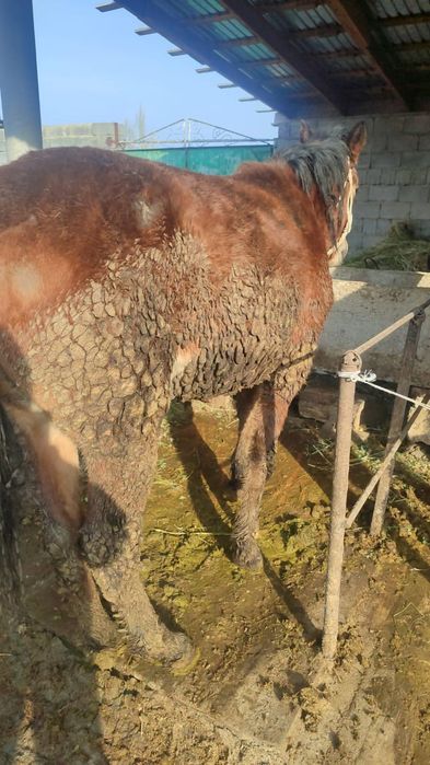 Продаётся полторашка