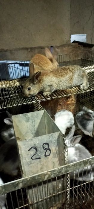 Куёнлар ва болалари сотилади