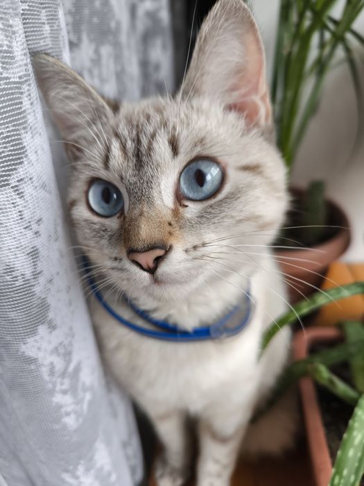 Молодую кошечку в добрые руки