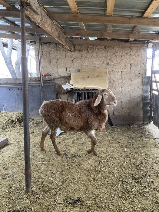 Продам кошкарчик Арашан