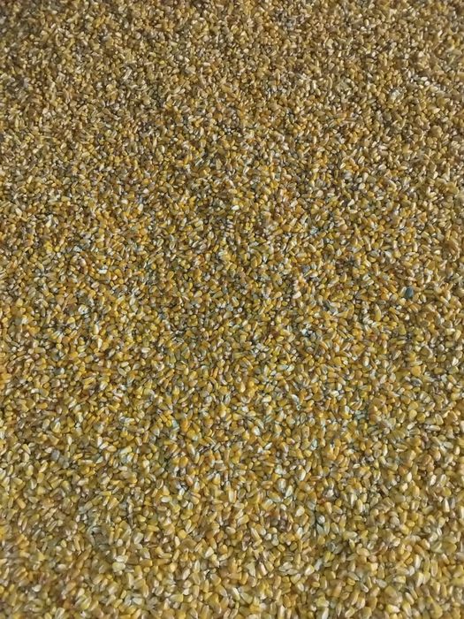 Vând porumb 1 leu kg