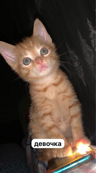 котята и взрослые кошки/коты