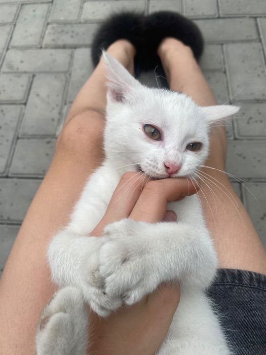 котенок , Город алматы , мальчик !!