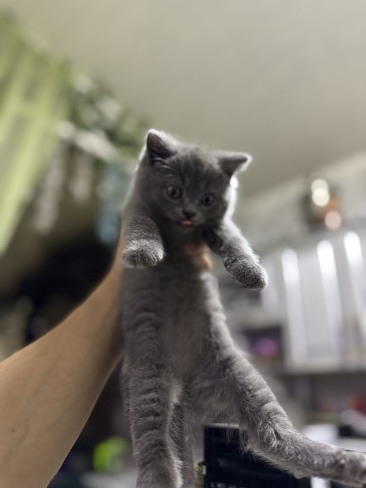 Продаются котята
