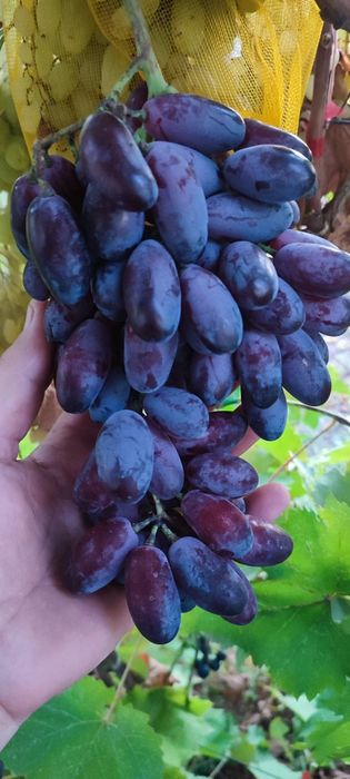 Vita de vie de masă anul 3