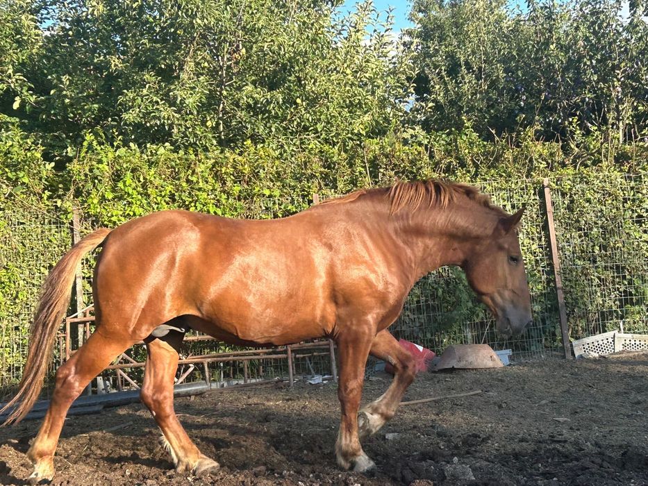 Vand Armasar in varste de 3 ani ne invatat la carut