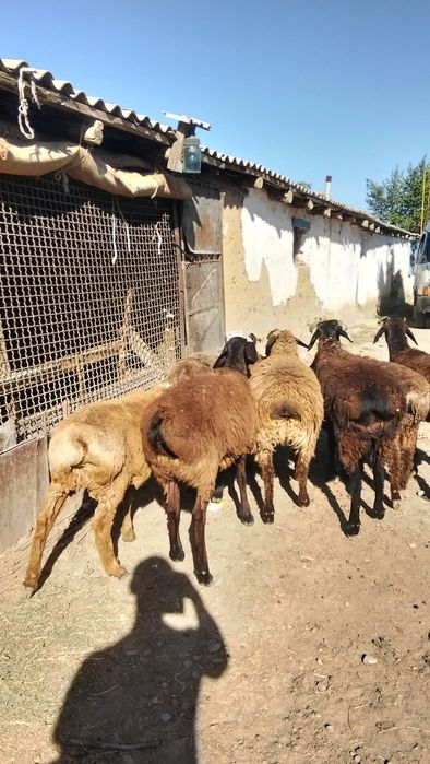 Помада торты кошкар 7 бас