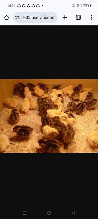 Перепелка разных возрастов