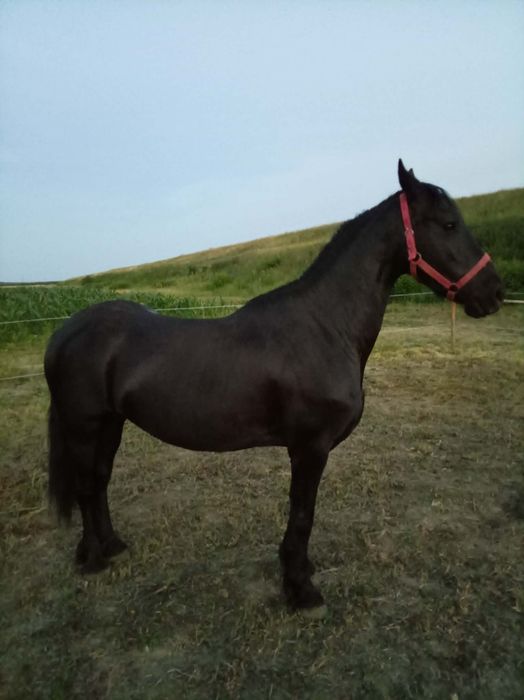 Iapa 5/ 6 ani  friesian frizian