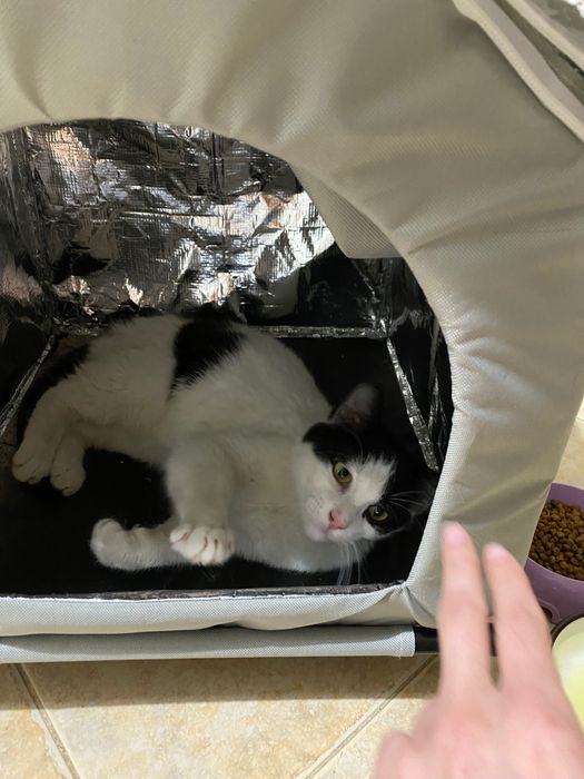 Котенце момче 6 мес