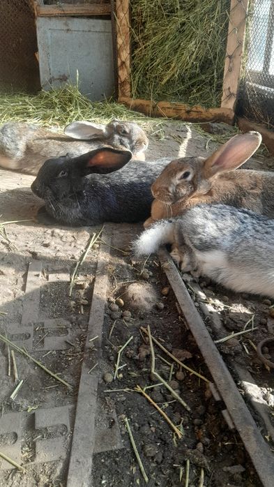 Продам кроликов.