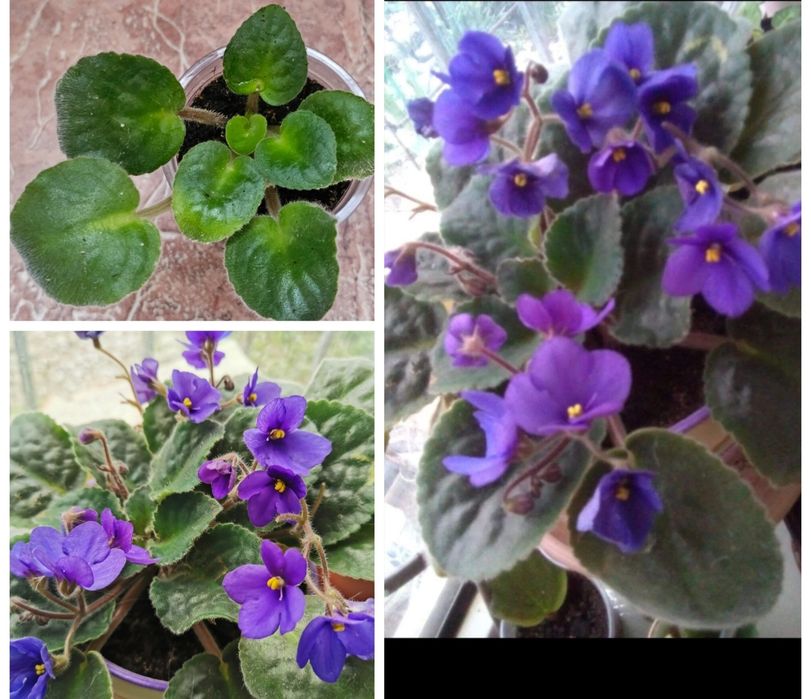 Комнатные цветы, неприхотливые