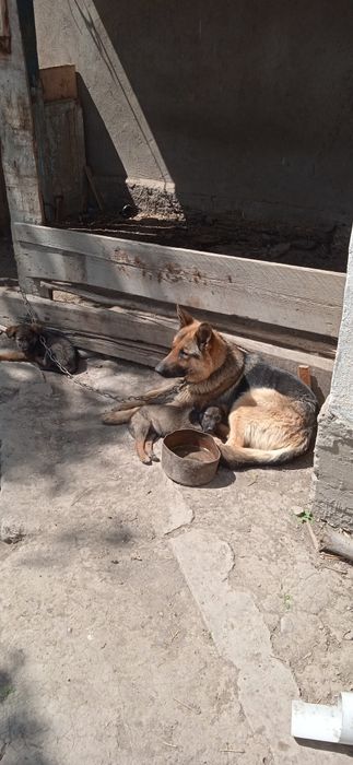 Немецкие рвчарки