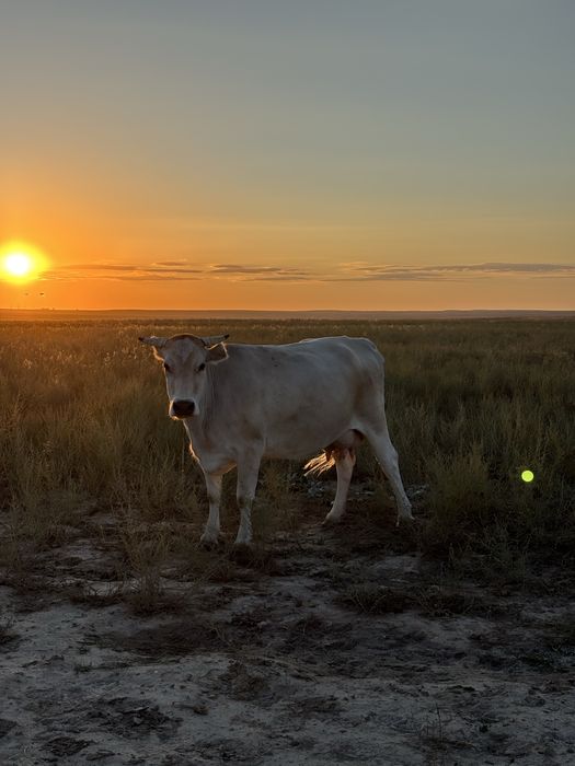 Срочно продам коровы с теленком