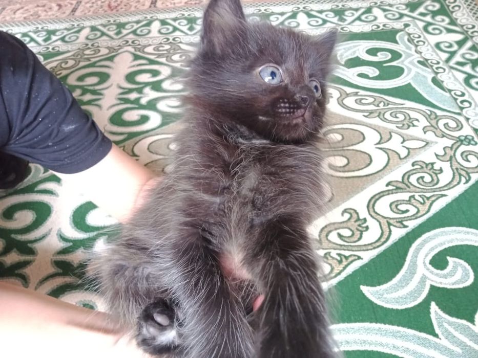 Отдам хорошие руки,бесплатно !!!