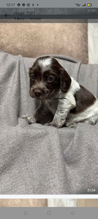 Щенки спаниеля Бронирование