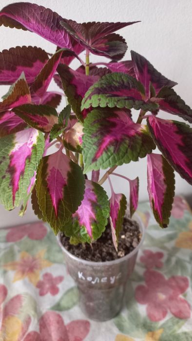 Продам цветок КОЛЕУС