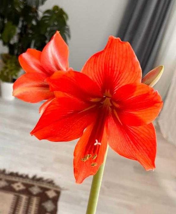 Амариллис есть 1 цветок внимательно читайте описание и смотрите фото