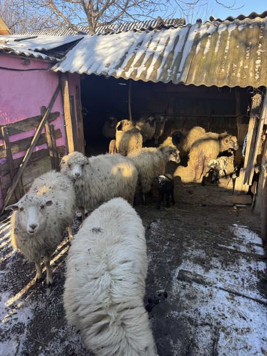 Vând 10 oi oacheșe cu 3 miei