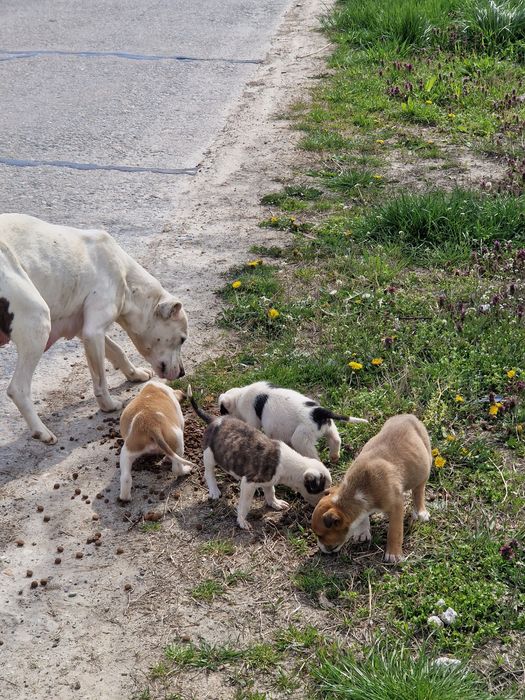 Adoptie catelusa cu 4 pui