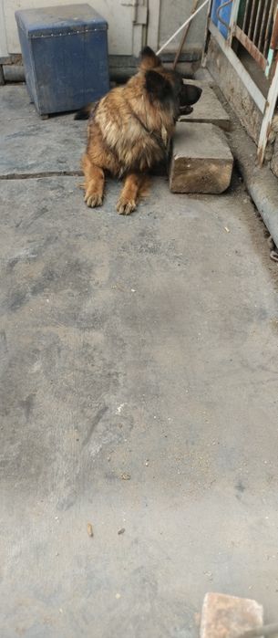 Продам немецкую овчарку