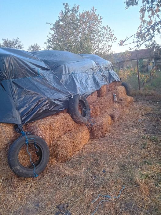 Balot de vanzare de grâu 10 lei