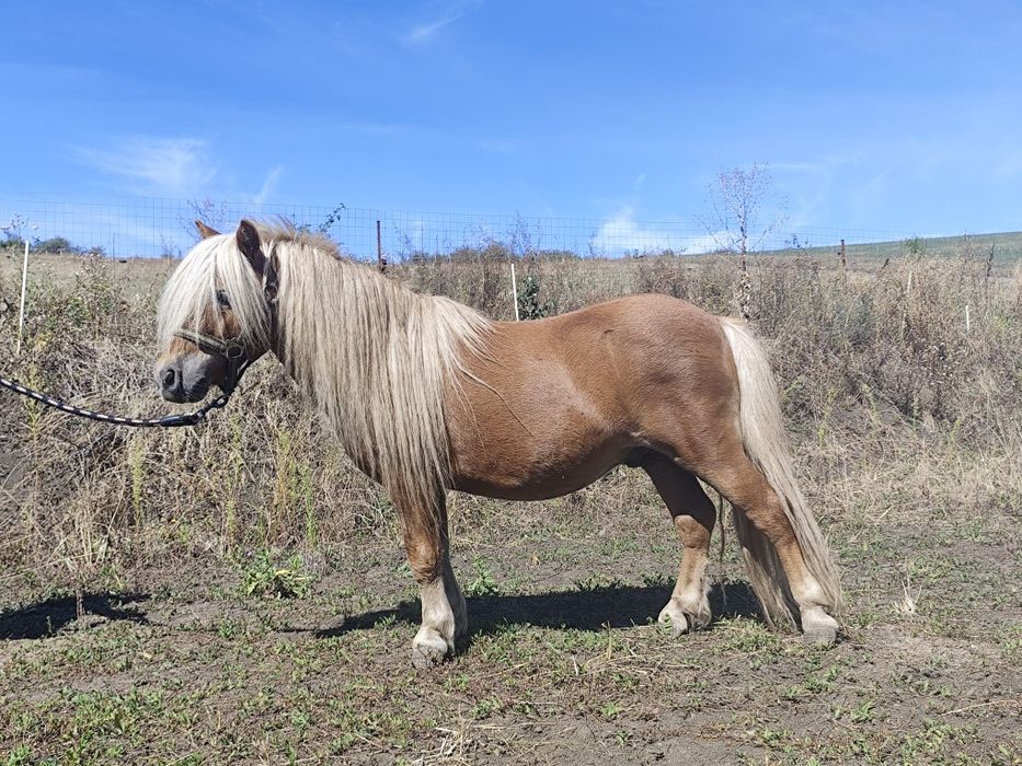 Vand ponei Shetland