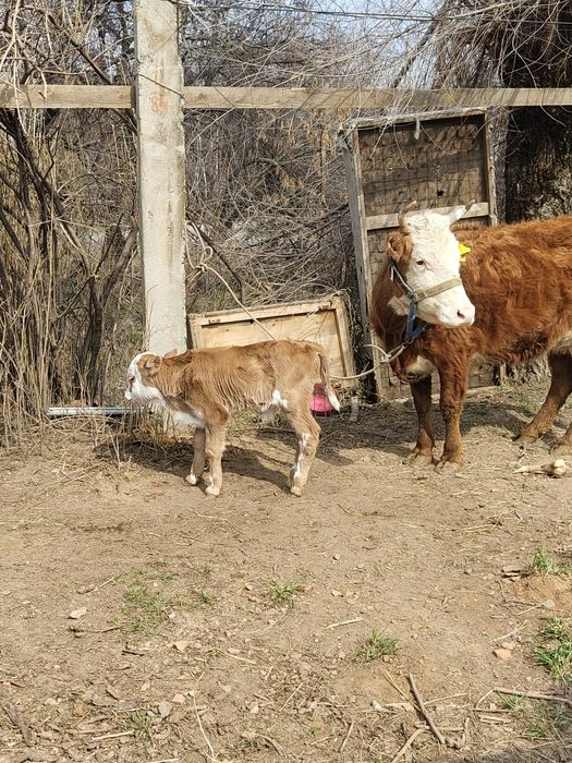 Продам корову с телёнком