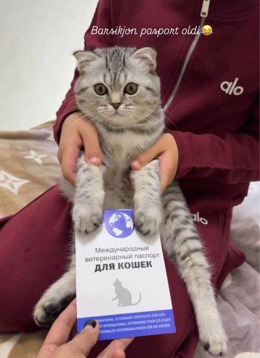 Серебристый шиншилла 8 месяцев