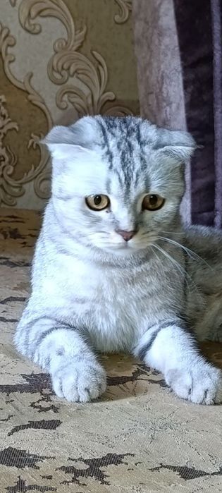 Готовятся к продаже котята