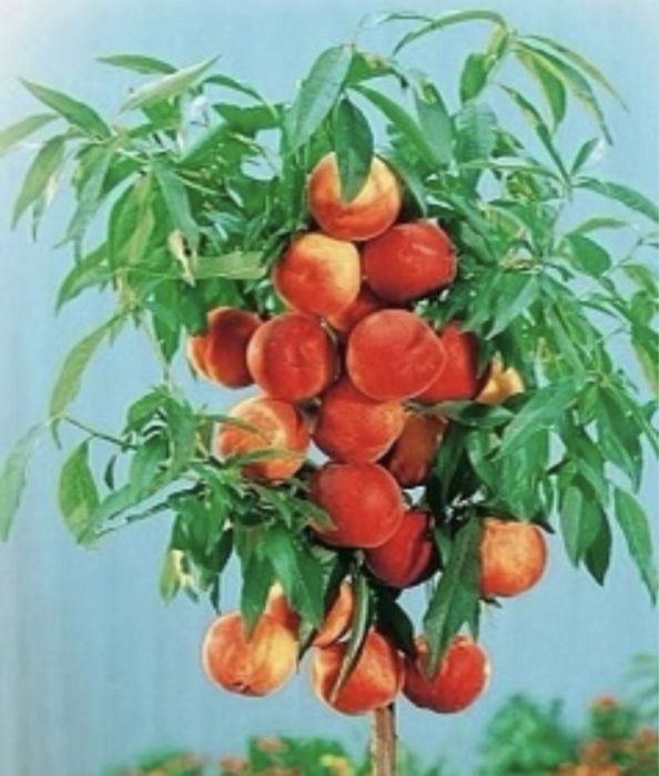 Pomi columnari orice soi anul 2/3/4 pe rod