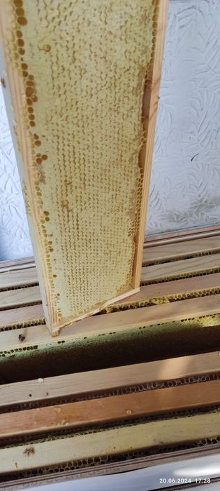 Сдам мед оптом 1400 за 1 кг