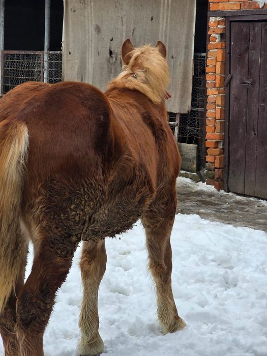 Mânji   8 luni  frumoși
